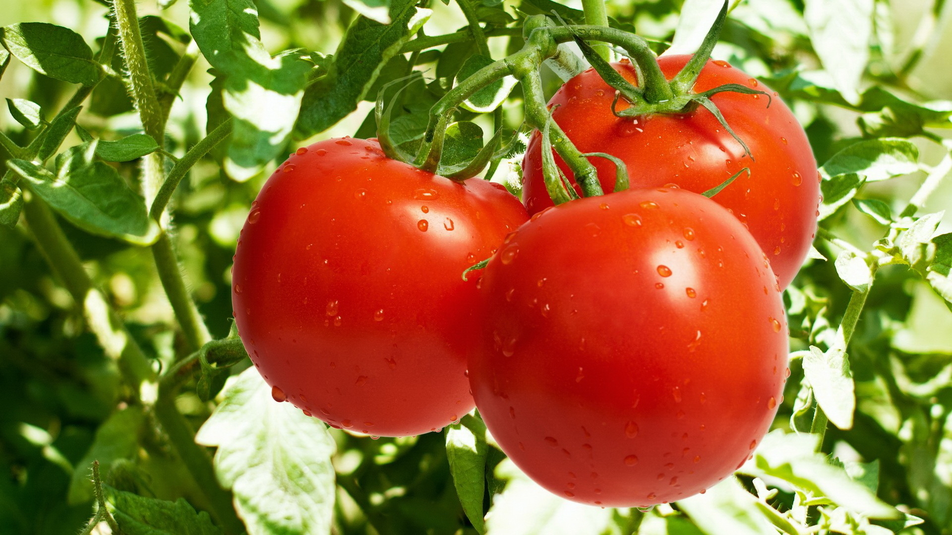 Pomidory, Warzywa 017