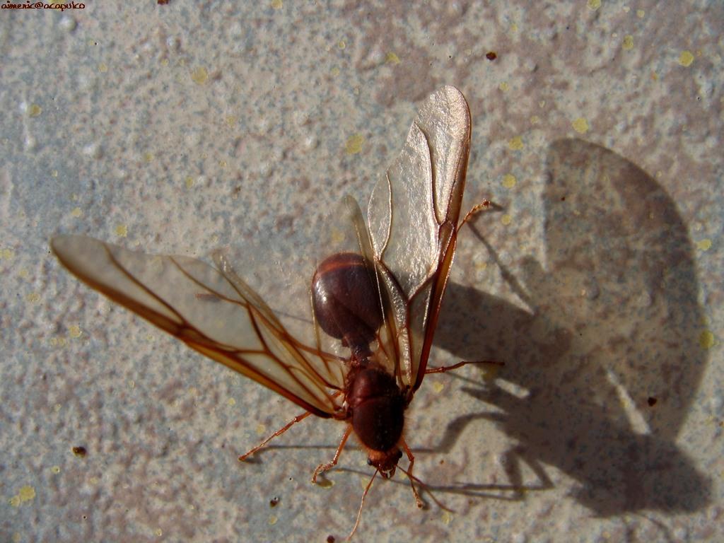 Insekty 06