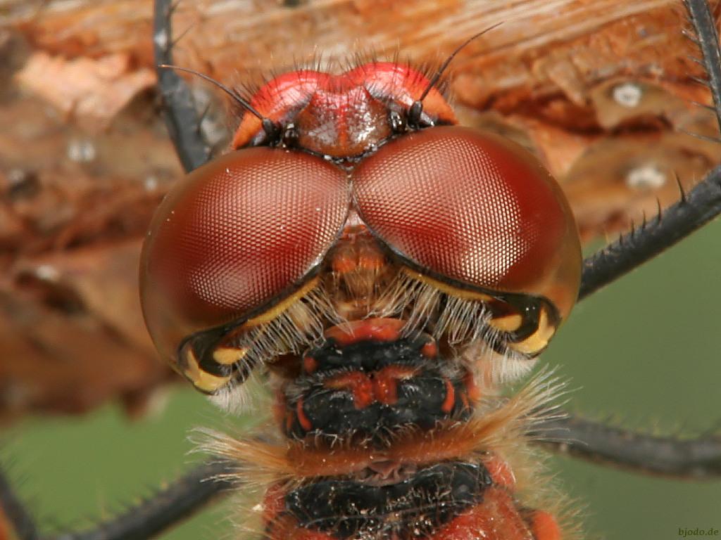 Insekty 25