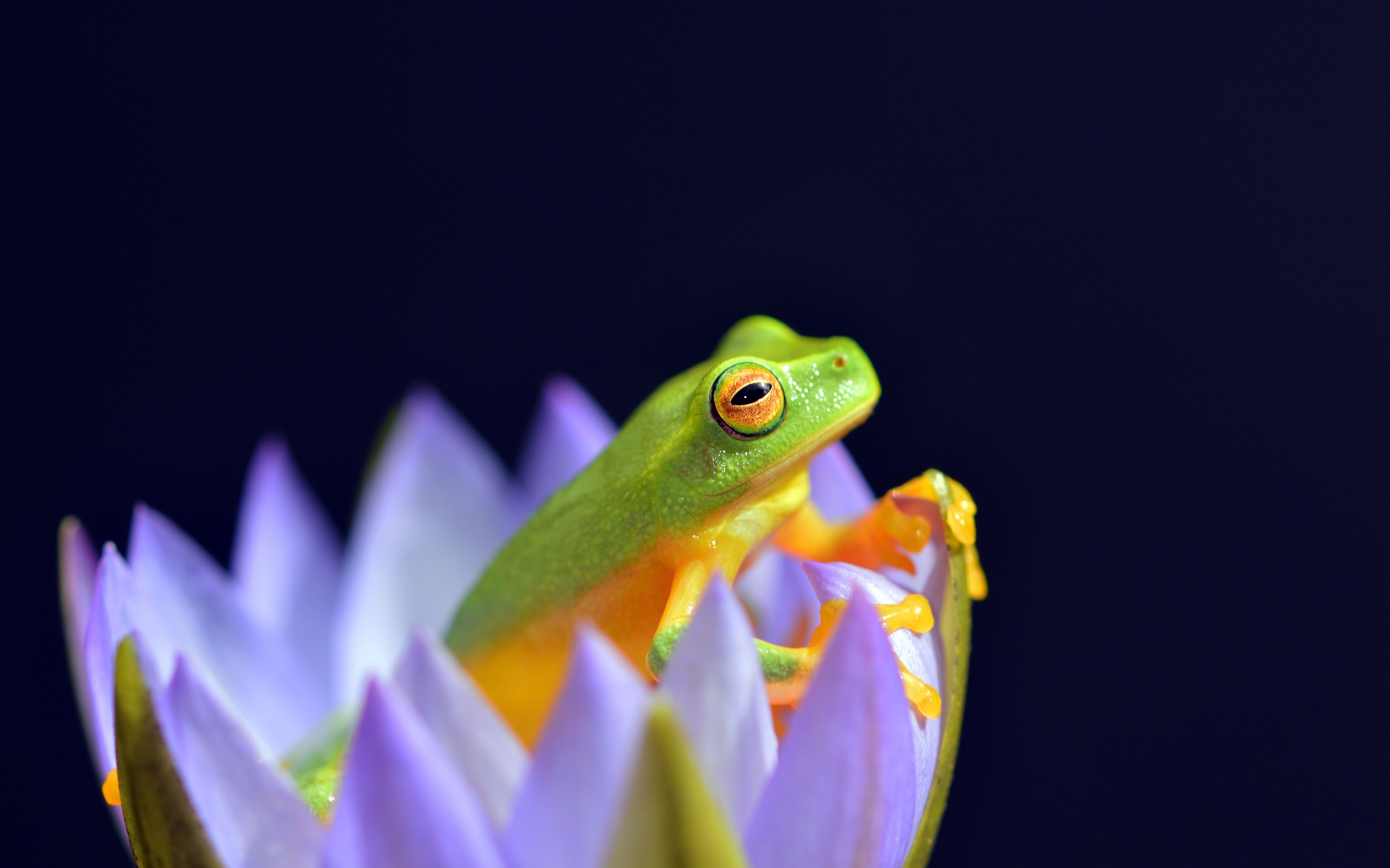 Zaba 025 Frog, Kwiat