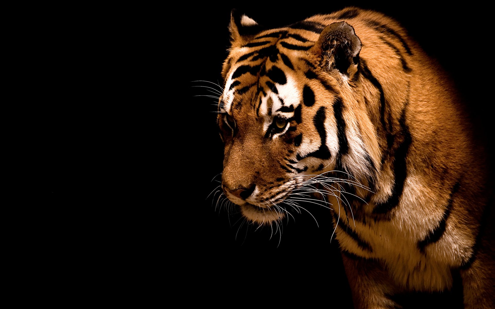 Animals 1920x1200 130 tygrys