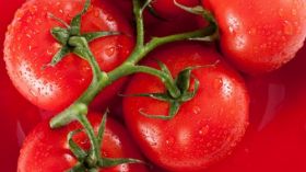 Pomidory, Warzywa 021