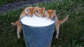 Mleko 052 Koty, Wiadro, Trawa