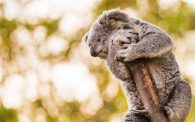 Koala 012