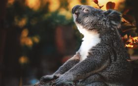 Koala 019