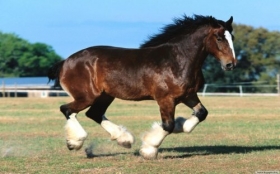 Zwierzęta 1280x800 Koń