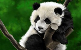 Panda 016