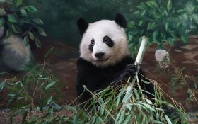 Panda 022