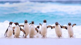 Pingwin 002 Penguin