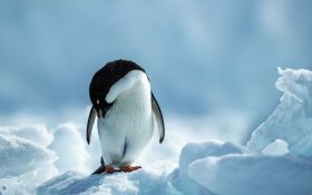 Pingwin 009 Penguin