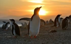 Pingwin 013 Penguin