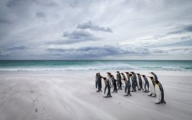 Pingwin 021 Penguin