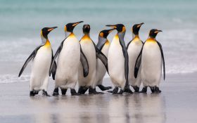 Pingwin 023 Penguin