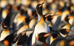 Pingwin 024 Penguin