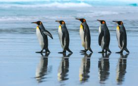 Pingwin 027 Penguin, Morze