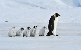 Pingwin 029 Penguin