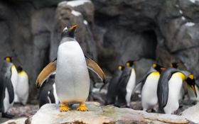Pingwin 030 Penguin