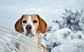Beagle 043 Psy, Zwierzeta, Zima