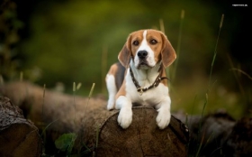 Beagle 062 Psy, Zwierzeta