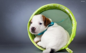 Jack Russell Terrier 031 Psy, Zwierzeta, Szczeniak
