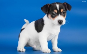 Jack Russell Terrier 060 Psy, Zwierzeta, Szczeniak