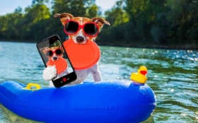 Jack Russell Terrier 096 Psy, Zwierzeta, Humor, Kolo Dmuchane, Kaczuszka, Okulary, Smartfon, Telefon, Woda
