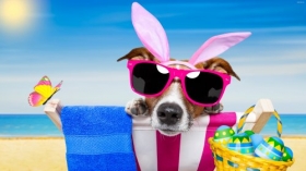 Jack Russell Terrier 111 Psy, Zwierzeta, Humor, Lezak, Okulary, Pisanki, Wielkanoc, Morze, Plaza, Motylek