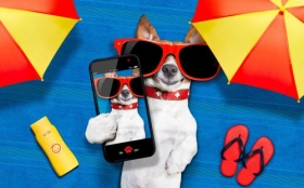 Jack Russell Terrier 113 Psy, Zwierzeta, Humor, Parasole, Okulary, Telefon, Smartfon, Krem, Japonki