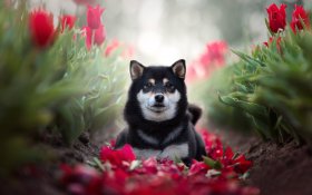 Shiba Inu 042 Pies, Zwierzeta, Kwiaty, Tulipany