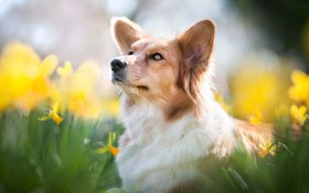Welsh Corgi Pembroke 025 Pies, Zwierzeta, Kwiaty, Wiosna