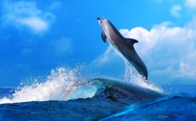 Delfin 2560x1600 005 Morze