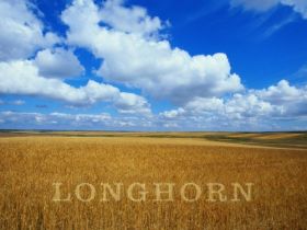 Longhorn 13