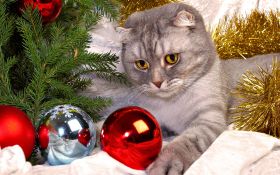 Swieta, Boze Narodzenie, Christmas 2164 Kot, Swierk, Bombki