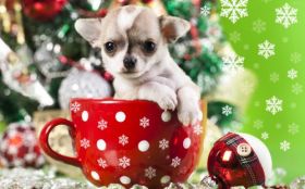 Swieta, Boze Narodzenie, Christmas 3840x2400 045 Pies Chihuahua, Filizanka, Choinka, Bombki