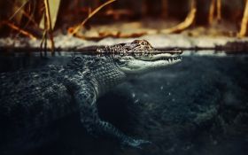 Krokodyl 009