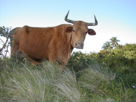 Krowa 06