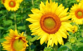 Sunflower 2560x1600 003