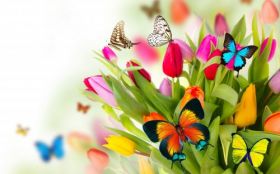 Tulipany 032 Kolorowe Kwiaty, Wiosna, Motyle