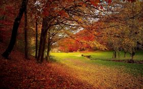 Jesien 343 Liscie, Drzewa, Park