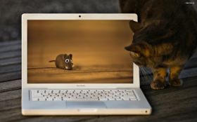 Macbook Pro 005 Kot, Mysz