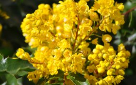 Wiosna 270 Zolte Kwiaty, Rosliny, Mahonia pospolita