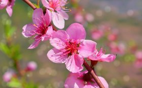 Wiosna 282 Makro, Sakura, Drzewo wisni, Kwiat wisni