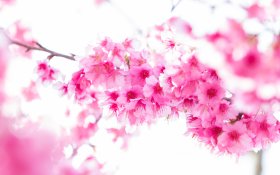 Wiosna 283 Sakura, Kwiaty Wisni