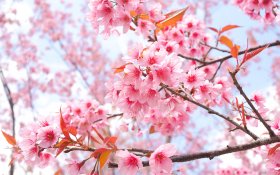 Wiosna 287 Drzewo Wisni, Sakura