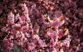 Wiosna 291 Rozowe Kwiaty Wisni, Drzewo, Galezie, Swiatlo Sloneczne