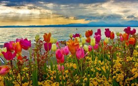 Wiosna 313 Kwiaty, Tulipany, Woda, Chmury