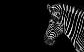 Zebra 022 Black