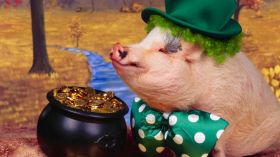 Swinia 012 Pig, Humor