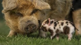 Swinia 014 Pig