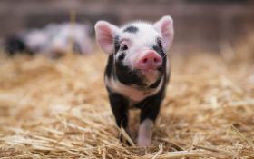 Swinia 015 Pig